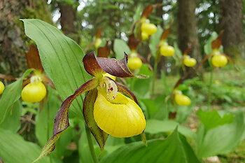 Frauenschuhblüte Franken